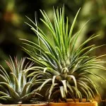 Tillandsia otthoni gondozást, tenyésztés, transzplantáció, betegségek