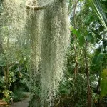 Tillandsia otthoni gondozást, tenyésztés, transzplantáció, betegségek