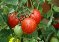 Tomatele într-o seră cele mai bune soiuri de tomate, recolta, sămânță, descriere, comentarii, plantare, cultivare