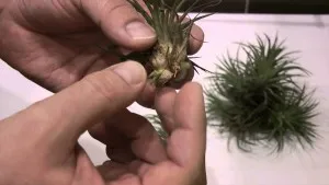 Tillandsia otthoni gondozást, tenyésztés, transzplantáció, betegségek