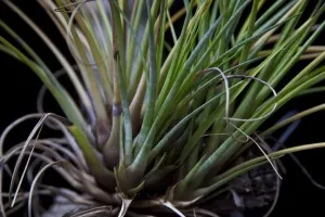 Tillandsia otthoni gondozást, tenyésztés, transzplantáció, betegségek