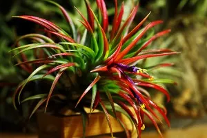 Tillandsia otthoni gondozást, tenyésztés, transzplantáció, betegségek