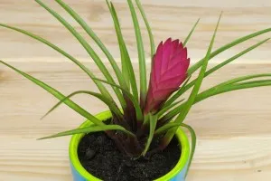 Tillandsia otthoni gondozást, tenyésztés, transzplantáció, betegségek