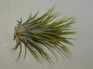 Tillandsia otthoni gondozást, tenyésztés, transzplantáció, betegségek