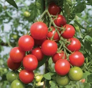 Tomate roșii cherry (55foto) negru, roz, galben, negru, recenzii, videoclipuri