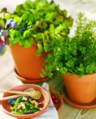 Top 14 verdeață utilă în grădină