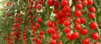 Tomatele într-o seră cele mai bune soiuri de tomate, recolta, sămânță, descriere, comentarii, plantare, cultivare