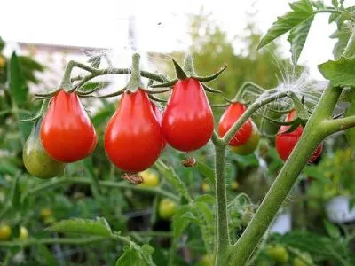 Tomate soiuri roșii de pere descriere, caracteristici și recenzii