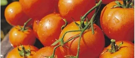 Доматите от оранжерии най-добрите сортове домати, прибиране на реколтата, семена, описание, мнения, засаждане, отглеждане