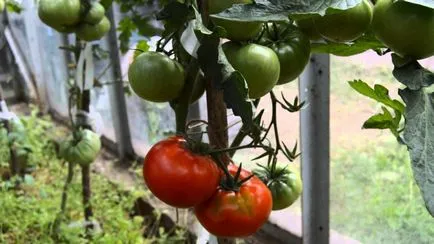 Caracteristici de tomate verlioka de cultivare și întreținere de grad