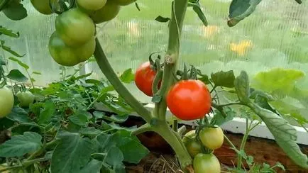 Tomatele într-o seră cele mai bune soiuri de tomate, recolta, sămânță, descriere, comentarii, plantare, cultivare