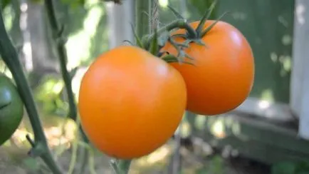 Tomatele într-o seră cele mai bune soiuri de tomate, recolta, sămânță, descriere, comentarii, plantare, cultivare