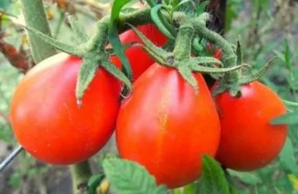 Tomate soiuri roșii de pere descriere, caracteristici și recenzii