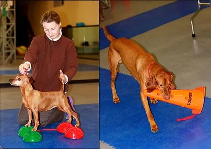 Gym állatok - Veterinary Clinic 