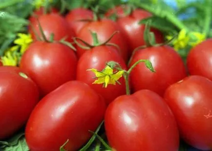 Tomatele într-o seră cele mai bune soiuri de tomate, recolta, sămânță, descriere, comentarii, plantare, cultivare