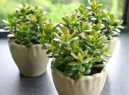 Crassula korona alakú emelkedő csemete