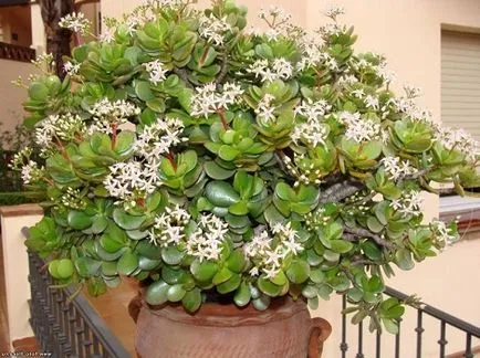 Crassula корона като форма нараства фиданка