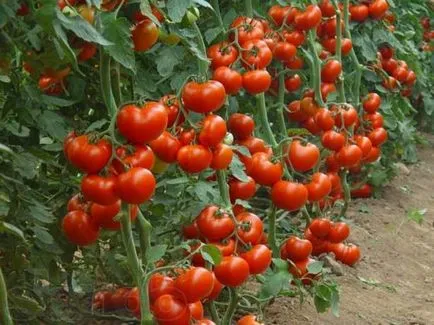 Tomatele într-o seră cele mai bune soiuri de tomate, recolta, sămânță, descriere, comentarii, plantare, cultivare