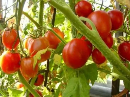 Tomatele într-o seră cele mai bune soiuri de tomate, recolta, sămânță, descriere, comentarii, plantare, cultivare