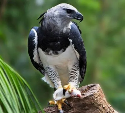 Top 25 legnagyobb ragadozó madarak, amelyek valójában lenyűgöző, bár tiszteletteljes