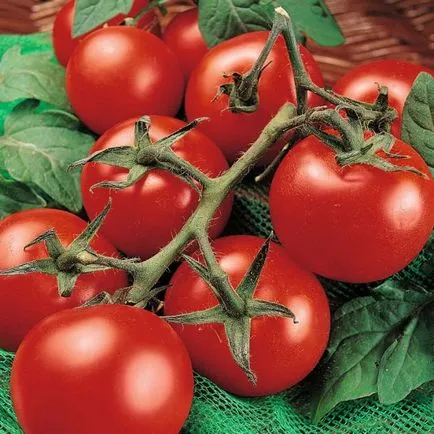 Tomatele într-o seră cele mai bune soiuri de tomate, recolta, sămânță, descriere, comentarii, plantare, cultivare