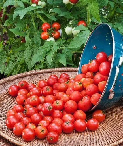 Tomate roșii cherry (55foto) negru, roz, galben, negru, recenzii, videoclipuri