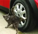 Leüt, vagy leüt a macska az úton, mi a teendő, ha egy állat hordozza a kerekek