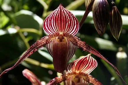 Най-красивите и скъпи в света на цветя, интересни факти