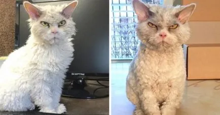 Angry Cat Алберт, 10 снимки