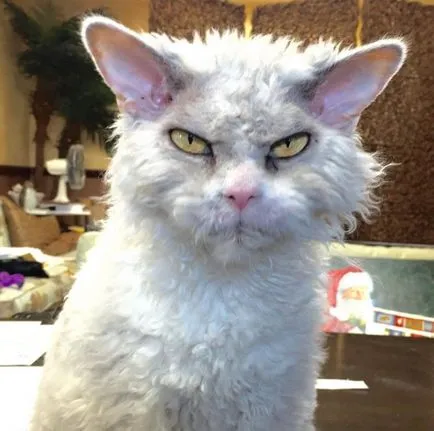 Angry Cat Алберт, 10 снимки