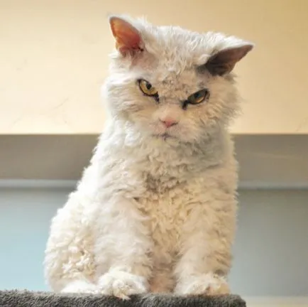 Angry Cat Albert, 10 kép