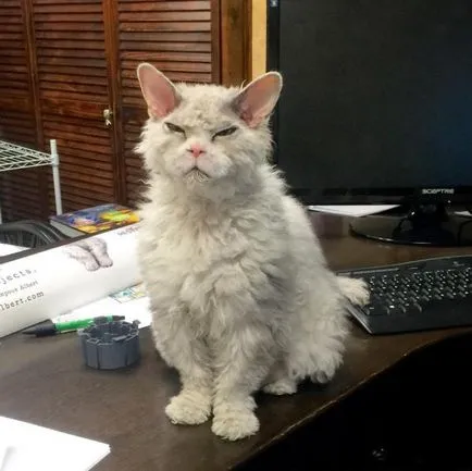 Angry Cat Albert, 10 kép