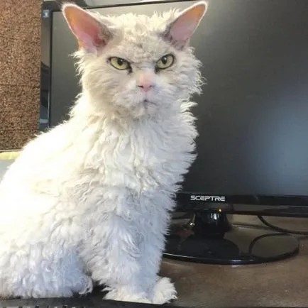 Angry Cat Albert, 10 kép