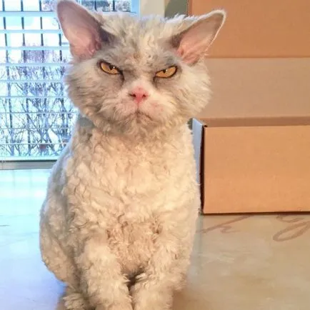 Angry Cat Алберт, 10 снимки