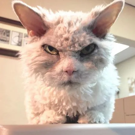 Angry Cat Алберт, 10 снимки