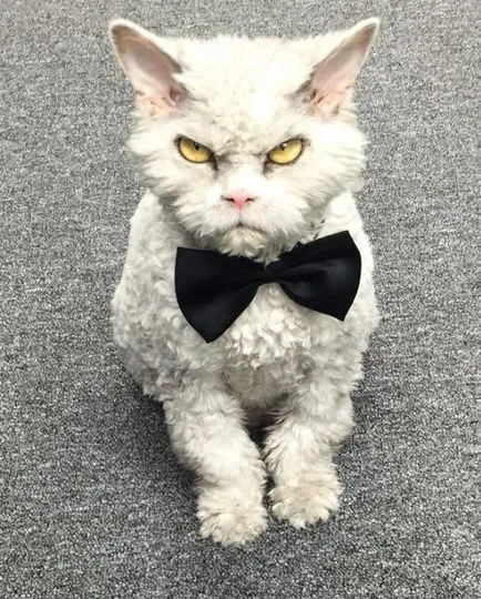 Angry Cat Albert, 10 kép