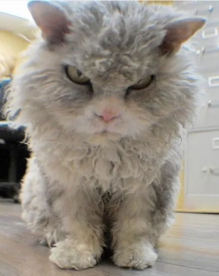 Angry Cat Albert, 10 kép