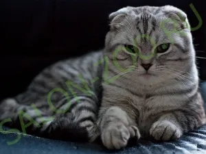 Scottish Fold (оформяне, сресване), шотландски Fold прическа у дома