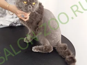 Scottish Fold (grooming, pieptănare), Scottish Fold salon de coafura la domiciliu