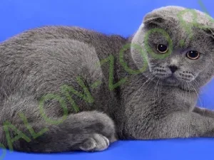 Scottish Fold (оформяне, сресване), шотландски Fold прическа у дома