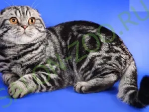 Scottish Fold (оформяне, сресване), шотландски Fold прическа у дома