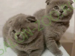 Scottish Fold (оформяне, сресване), шотландски Fold прическа у дома