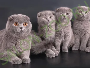 Scottish Fold (оформяне, сресване), шотландски Fold прическа у дома