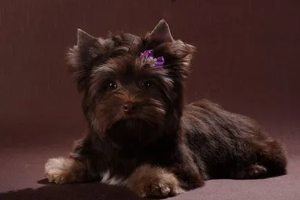 York Chocolate, alb Yorkshire terrier, negru, alb, negru și alte culori