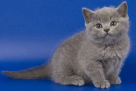 Scottish Fold kiscicák, ellátás, a táplálkozás és a táplálás, macska fajták