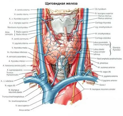 A pajzsmirigy, szerkezetét, anatómiáját a pajzsmirigy, az illetékes egészségügyi on iLive