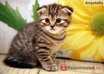 Scottish Fold (Scottish fold) - „csíkos Scottish fold cica„vélemény