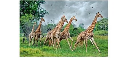 Средният брой на живи жирафи