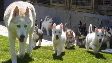 Szibériai husky (a történelem és a fajta jellemzői, 33 fotó)