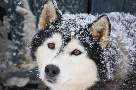 Szibériai husky (a történelem és a fajta jellemzői, 33 fotó)